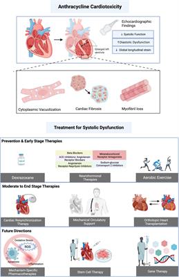 Novel Therapeutics for Anthracycline Induced Cardiotoxicity